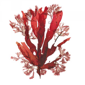 Морские водоросли красные