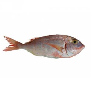 Рыба берикс