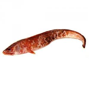 Рыба конгрио (кинг клип)