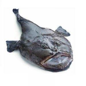 Рыба удильщик (морской черт)