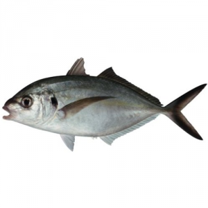 Рыба желтохвост (лакедра)