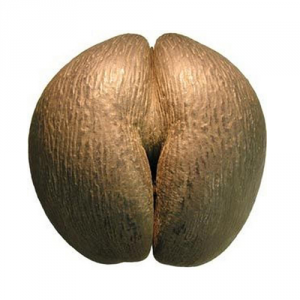 Сейшельский орех коко-де-мер